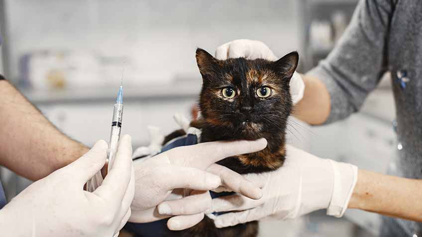 what vaccines do cats need